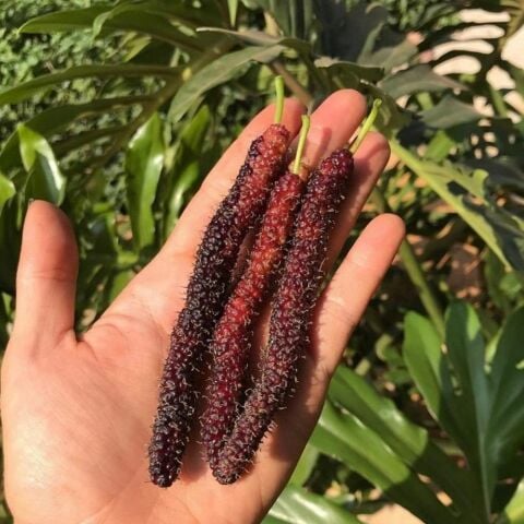 Nadir Koleksiyonluk Uzun Meyveli Koleksiyonluk Şah Dut Tohumu (4 adet)