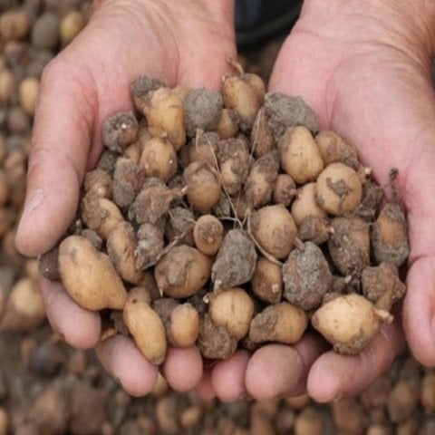 Serapias Vomeracea Salep Yumrusu Tohumu (1000 adet)