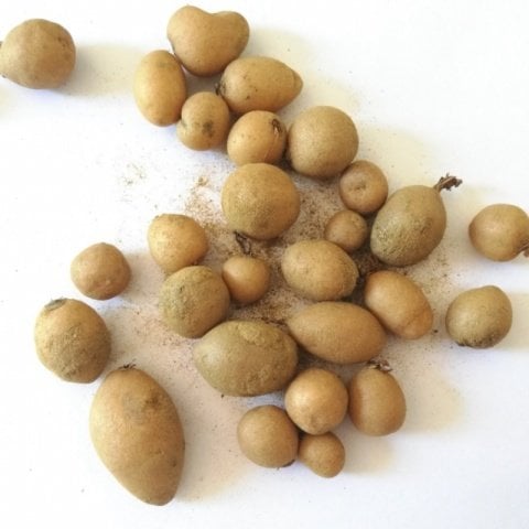 Serapias Vomeracea Salep Yumrusu Tohumu (1000 adet)