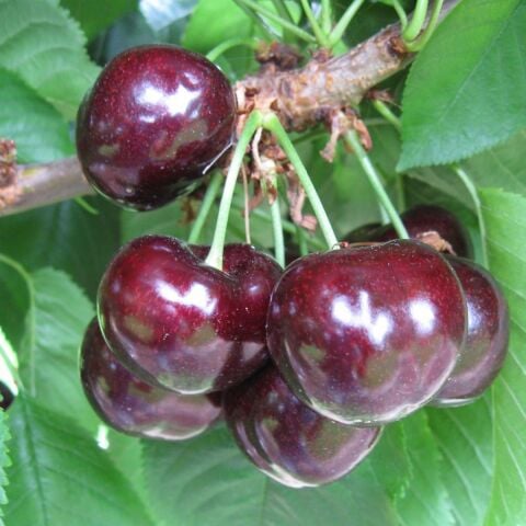 Tüplü Yarı Bodur Çok İri Meyveli Skeena Kiraz Fidanı