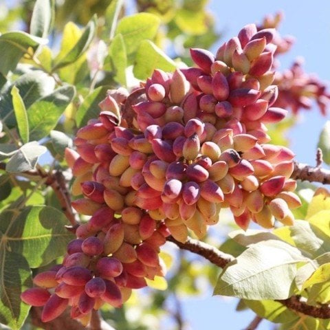 Tüplü  Aşılı Tekin Antep Fıstığı Fidanı (1 DİŞİ) Anaç Ucb 1