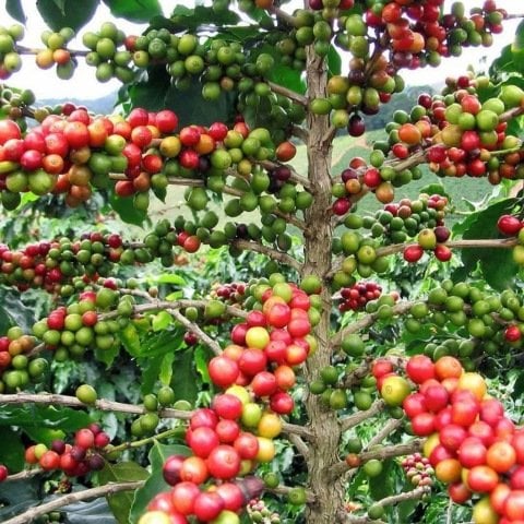 Tüplü Kendine Verimli Coffea Arabica Kahve Fidanı