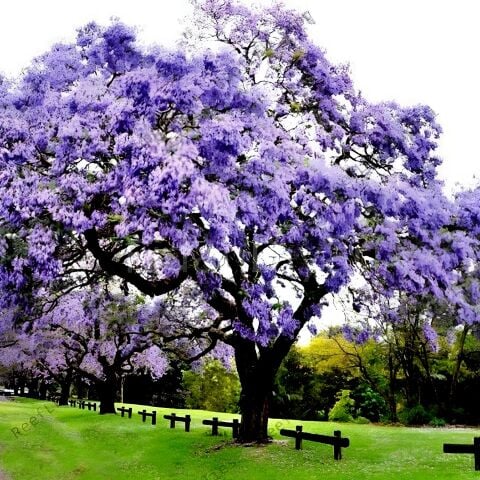 Soğuklara Dayanıklı Mini Sakıda  Yoğun Kokulu Paulownia Tomentesa Ağacı Fidanı(10- 30 cm)