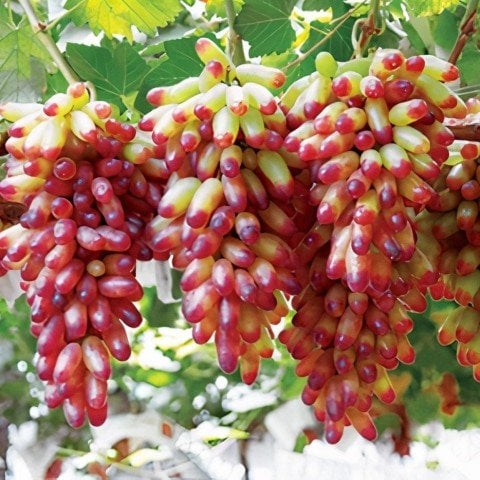 Tüplü Kokulu Özel Üzüm Paketi (Özel Çeşitler)