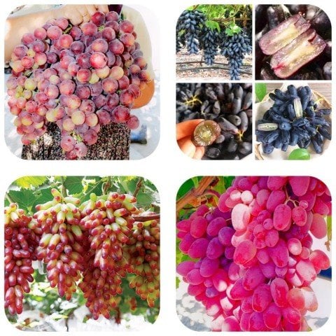 Tüplü Kokulu Özel Üzüm Paketi (Özel Çeşitler)