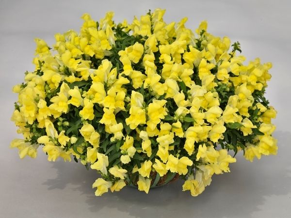 Sarı Aslanağzı Antirrhinum Braun-blanquetii Tohumu(20 tohum))