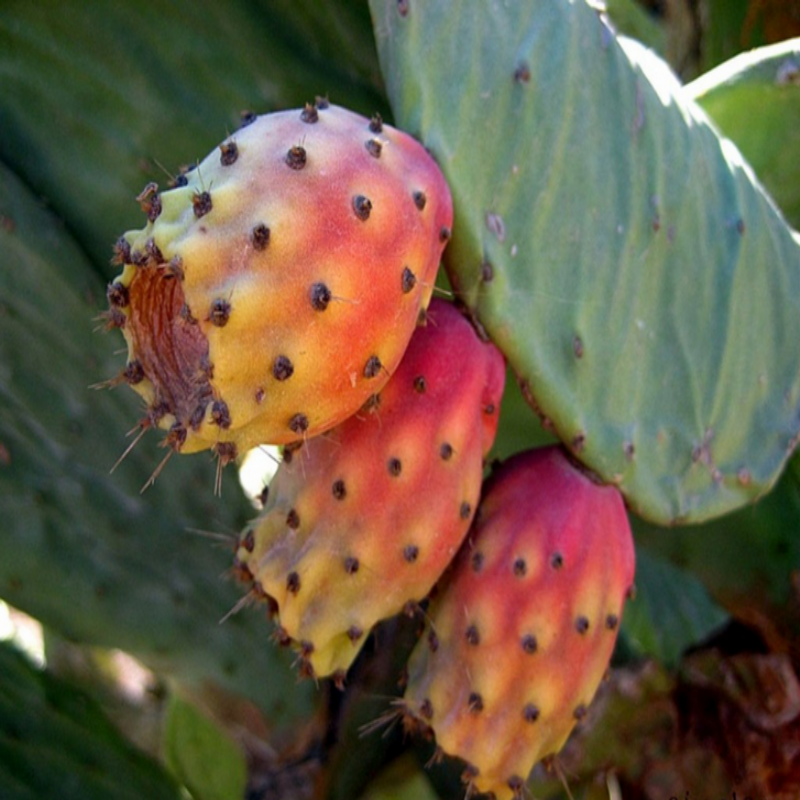 Tüplü Dikenli  Pabuç İncir Fidanı Çok Loblu