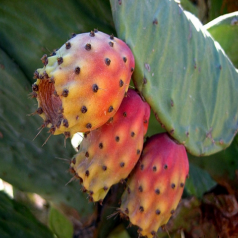 Tüplü Dikenli  Pabuç İncir Fidanı Çok Loblu