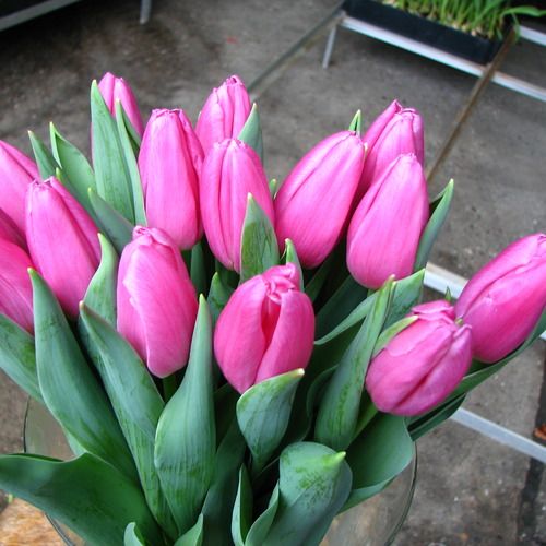 Pink Flag Pembe Lale Soğanı ( 5 soğan)