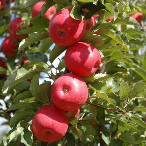 Açık Kök Fuji Zhen Aztec Elma Fidanı