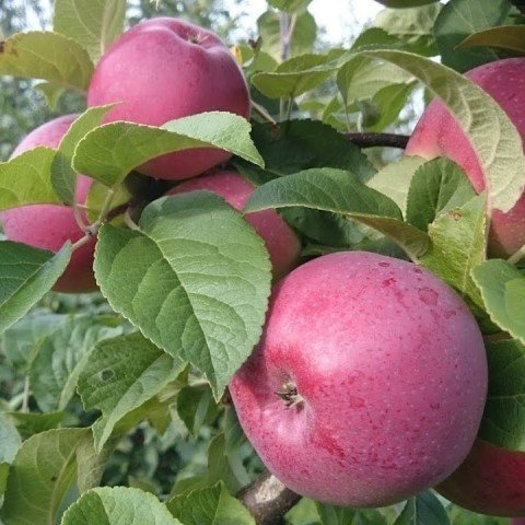 Açık Kök Jersey Mac Elma Fidanı