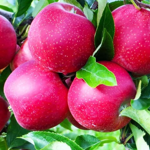 Açık Kök Jersey Mac Elma Fidanı
