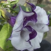 Katmerli Mor Brugmansia Çiçeği Fidesi (3-10 cm) Mini Fide