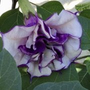Katmerli Mor Brugmansia Çiçeği Fidesi (3-10 cm) Mini Fide