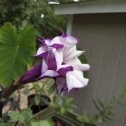 Katmerli Mor Brugmansia Çiçeği Fidesi (3-10 cm) Mini Fide