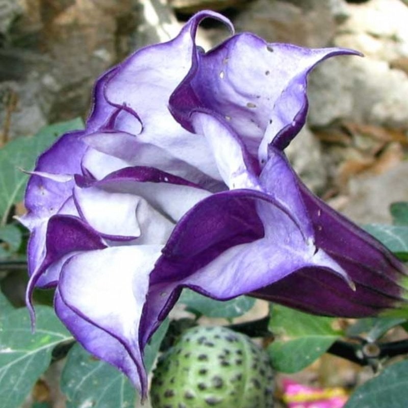Katmerli Mor Brugmansia Çiçeği Fidesi (3-10 cm) Mini Fide