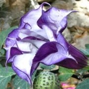 Katmerli Mor Brugmansia Çiçeği Fidesi (3-10 cm) Mini Fide