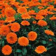 İri Kafa Calypso Orange With Black Eye Kadife Çiçeği Fidesi (3 adet)