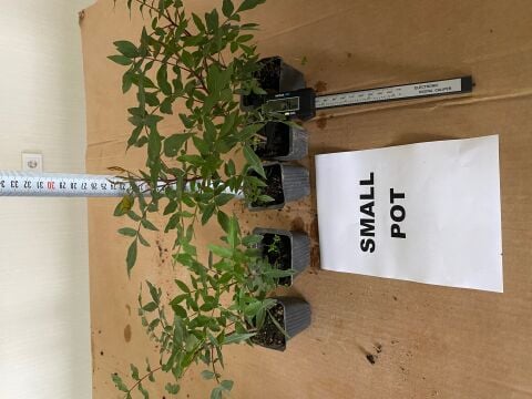 Kasede Ucb 1 Antep Fıstığı Anacı Fidanı (30 ADET)