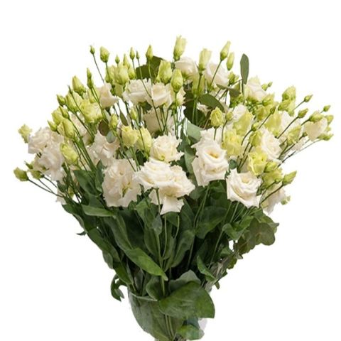 Katmerli Allamonde S.White Lisianthus Çiçeği Fidesi (3 Adet)