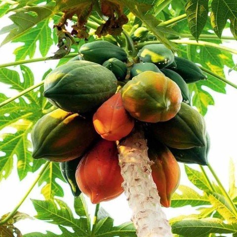 Tüplü Papaya(Ağaç Kavunu) Fidanı (80-120 cm)