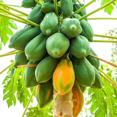 Tüplü Papaya(Ağaç Kavunu) Fidanı (80-120 cm)