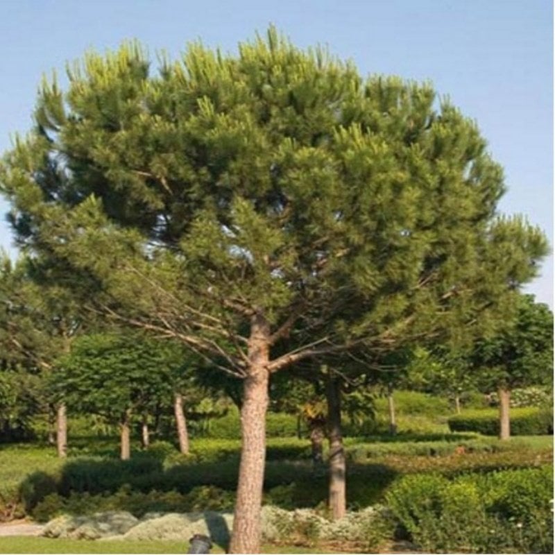 Tüplü Fıstık Çamı