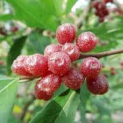 Tüplü Elaeagnus Umbellata Şifali Güz Zeytini Fidanı