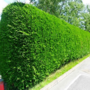 Tüplü Çit Mazı Fidanı (100 Adet) (60-90 cm)