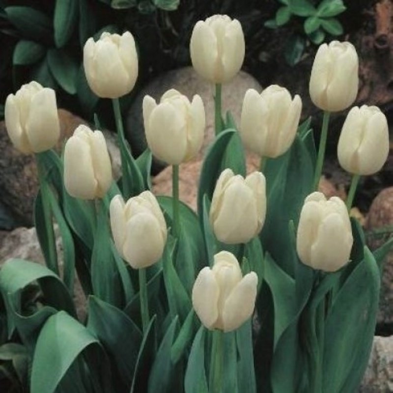 Agrass White Beyaz Lale Soğanı