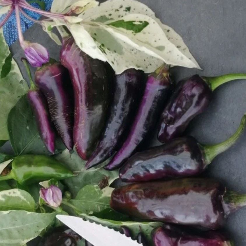 Nadir Ata Tohumları Zehir Gibi Acı Çok Acı Tiger Biber Tohumu (10 tohum)