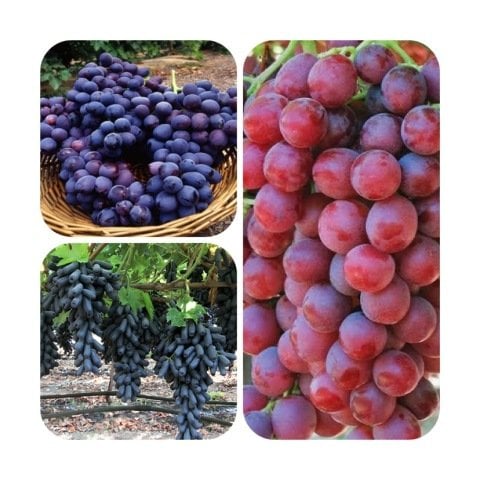 Multi Çekirdeksiz Üzüm Fidanı Paketi (8 Fidan )