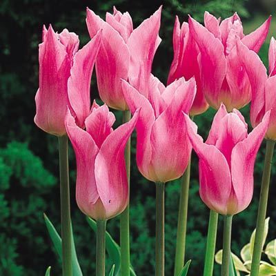 China Pink Pembe Lale Soğanı (5 soğan)