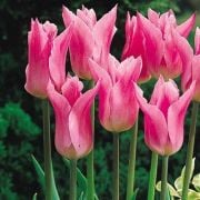 China Pink Pembe Lale Soğanı (5 soğan)
