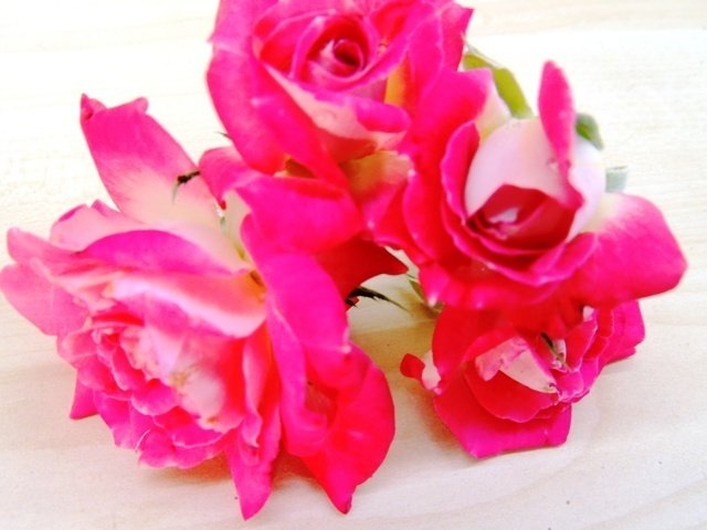 Tüplü Yediveren Pembe Beyaz Kokulu Emine Hatun Gül Fidanı