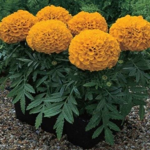 Antigua Orange İri Kafa Kadife Çiçeği Fidesi (10adet)
