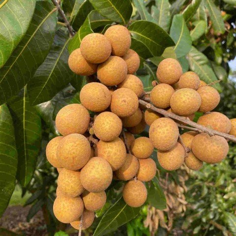 Tüplü Longan (Ejderha Gözü) Fidanı