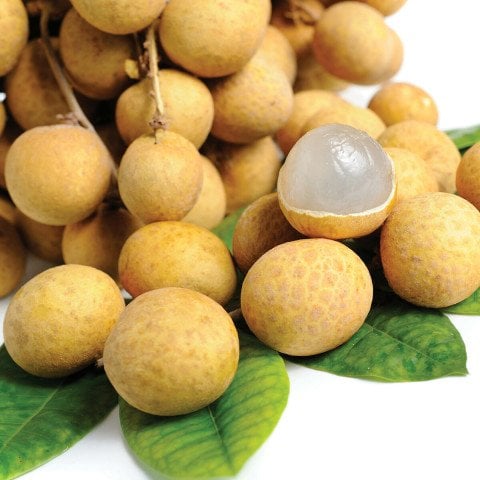 Tüplü Longan (Ejderha Gözü) Fidanı
