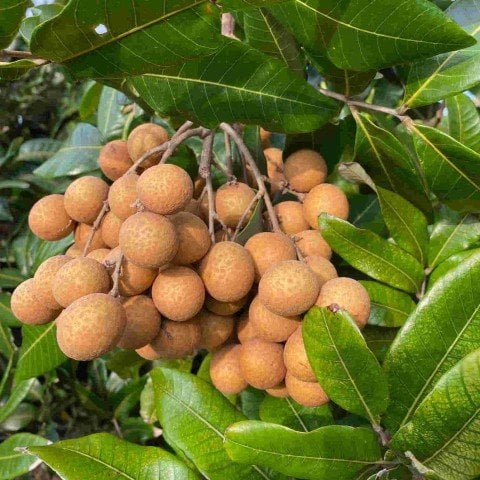 Tüplü Longan (Ejderha Gözü) Fidanı
