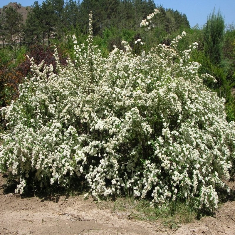 Tüplü Keçi Sakalı(Spirea -ispirya) Fidanı