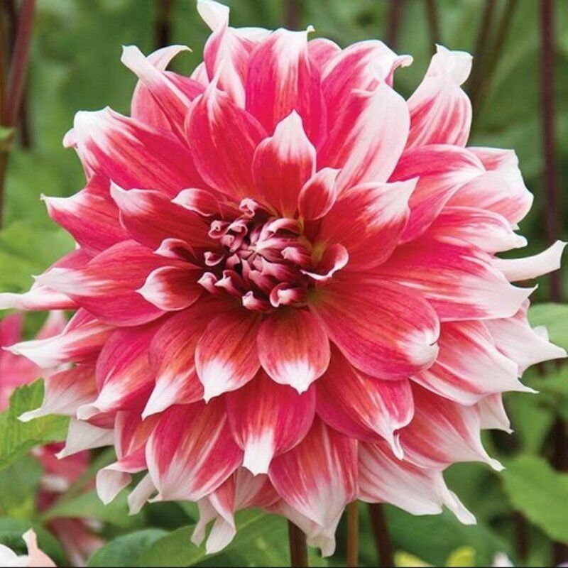 Büyük Çiçekli Frost Nip Yıldız Dahlia Çiçeği Soğanı Yumrusu (1 adet)(Kopya)