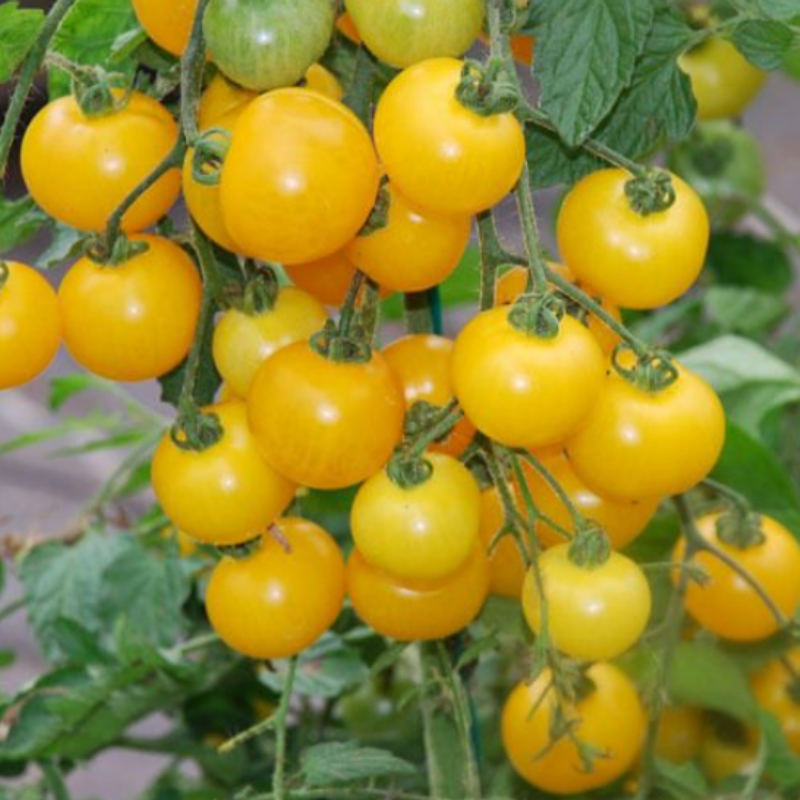 Doğal Sarı Lolipop Çeri(Chery) Domates Tohumu(20 Tohum)