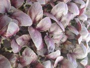 Chianti Dark Purple Fesleğen Fidesi (5 adet)
