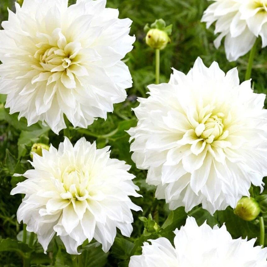 Büyük Çiçekli Beyaz Feurel Yıldız Dahlia Çiçeği Soğanı Yumrusu (1 adet)