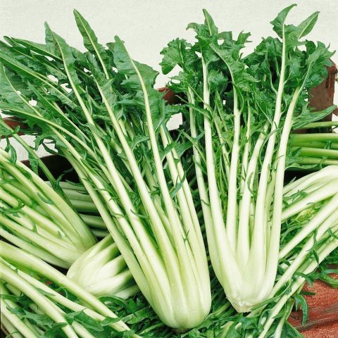 Catalogna Emerald Endive Tohumu (100 tohum)