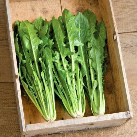 Catalogna Emerald Endive Tohumu (100 tohum)