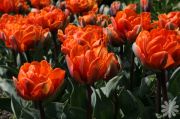 Orange Princess Turuncu Renkli Lale Soğanı (5 soğan)