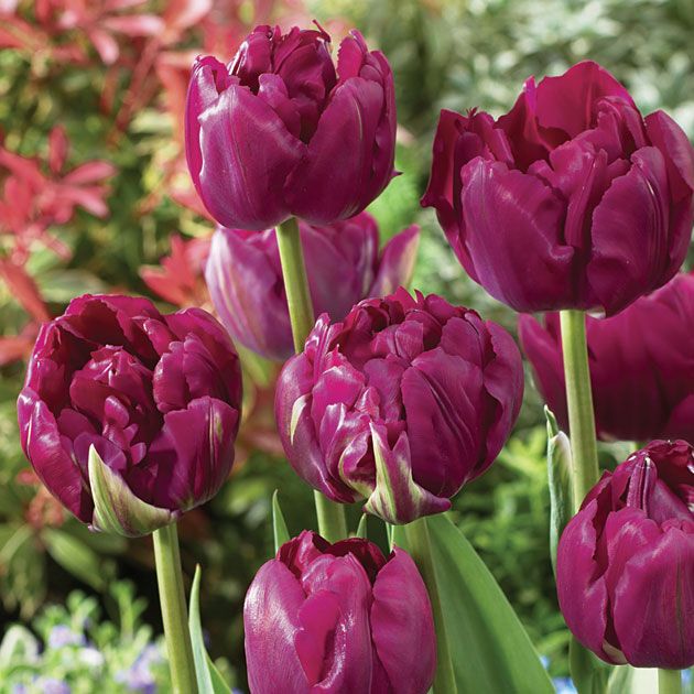 Royal Acres Bordo Lale Soğanı (5 soğan)