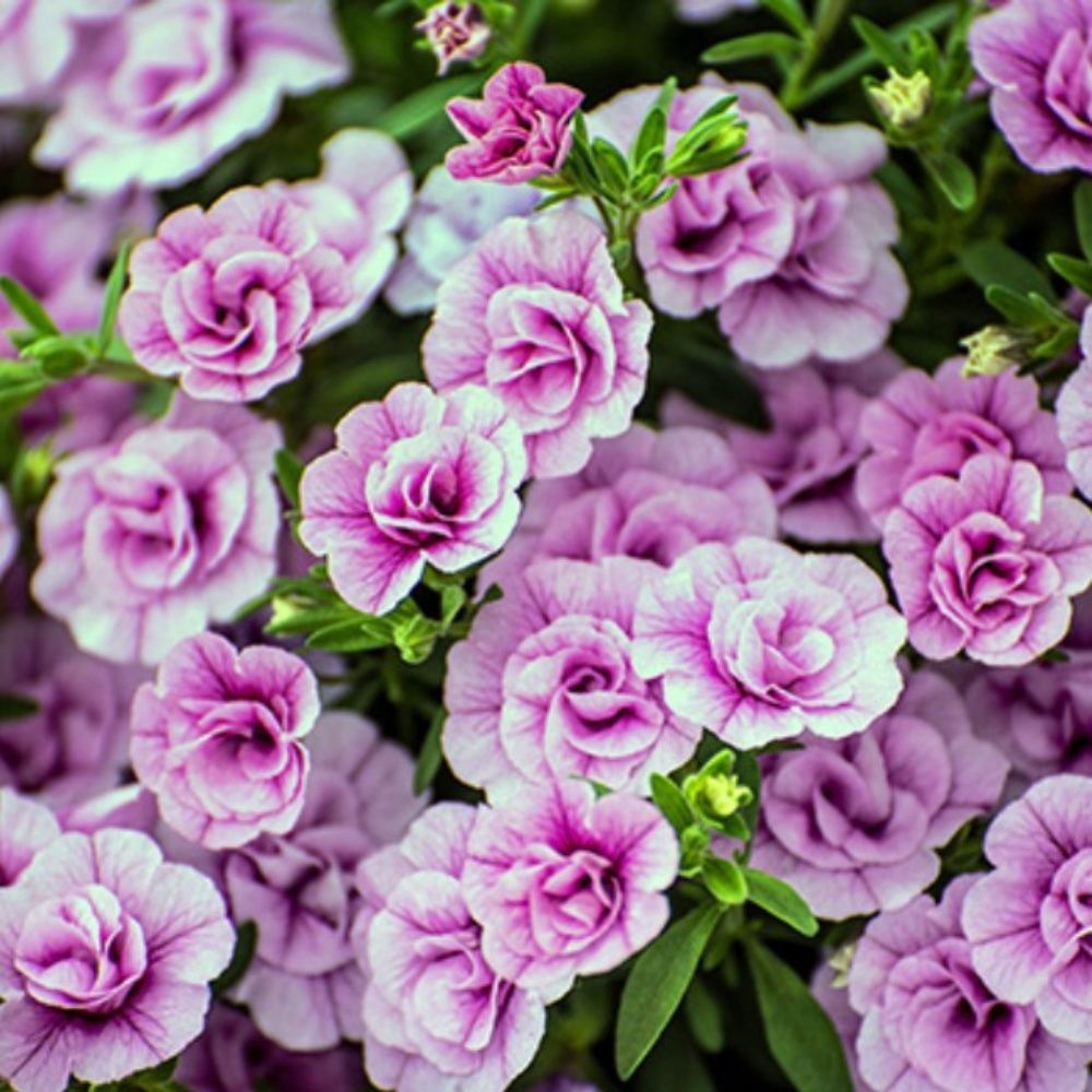 Calita Katmerli Double Pink Milyonlar Çanı Calibrochoa Çiçeği Fidesi (10 adet)