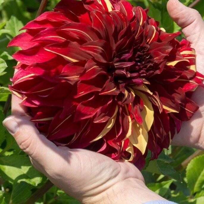 Soğuklara Dayanıklı Dev Çiçekli Bohemian Spartacus Dahlia Yıldız Çiçeği Soğanı Yumrusu (1 adet)